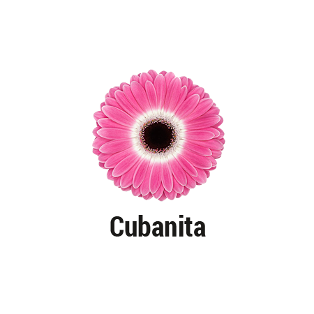 Cubanita